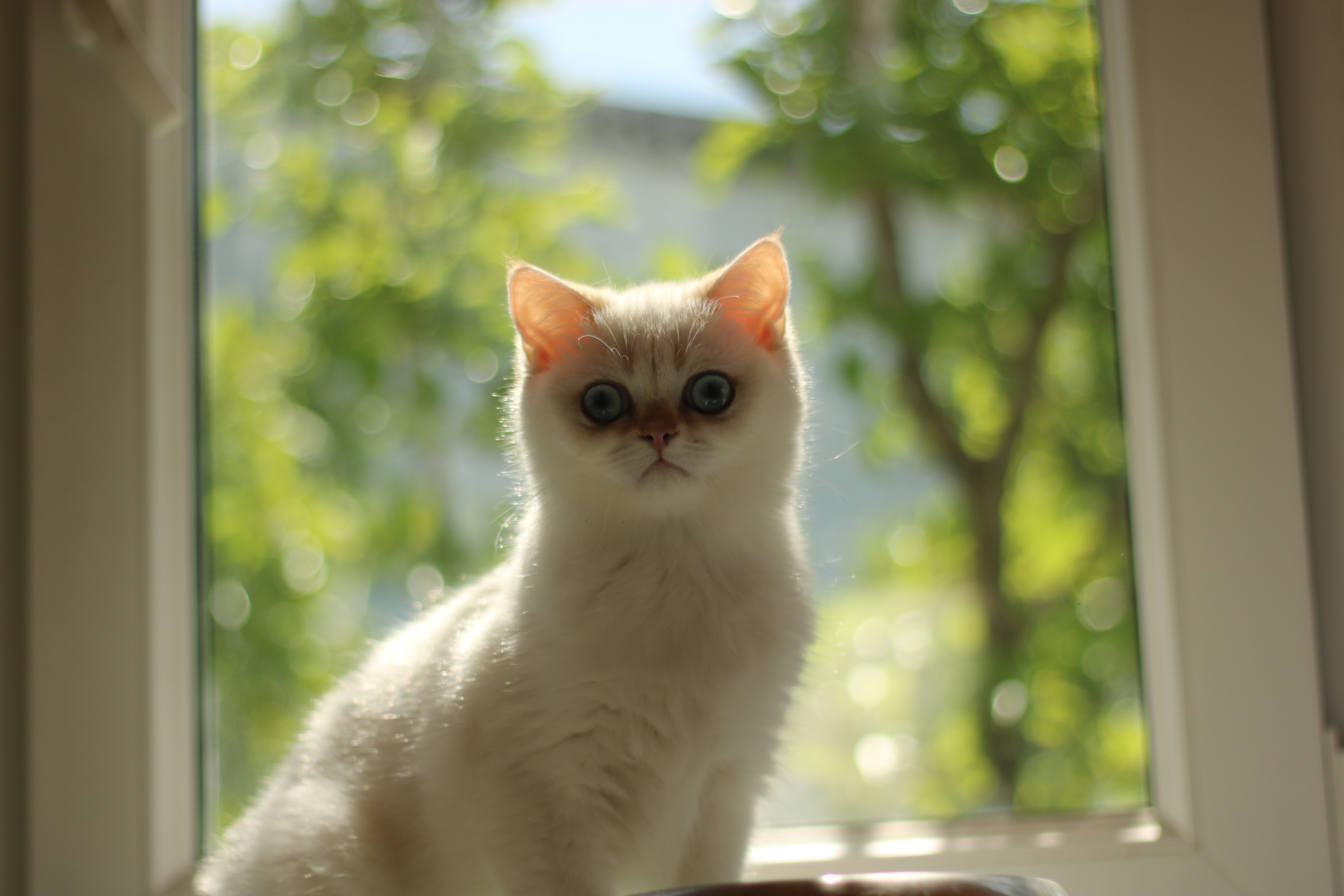 Safkan Kedi Kulübü