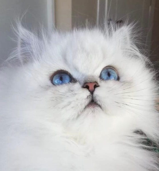 Safkan Kedi Kulübü