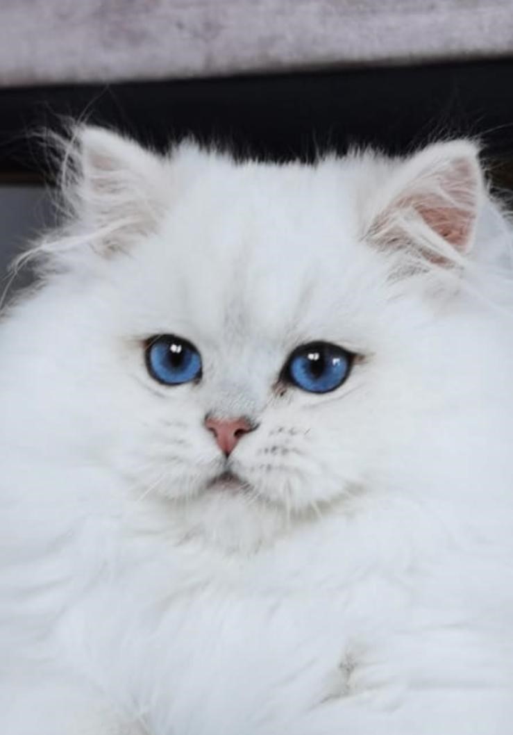 Safkan Kedi Kulübü