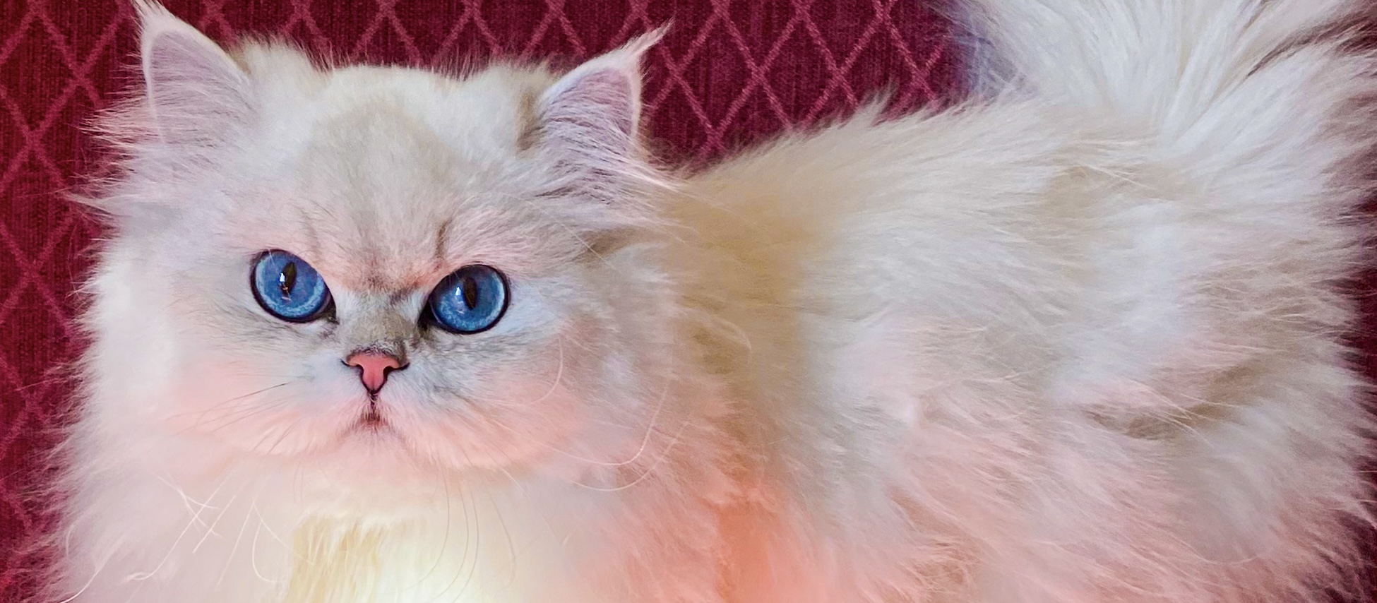 Safkan Kedi Kulübü