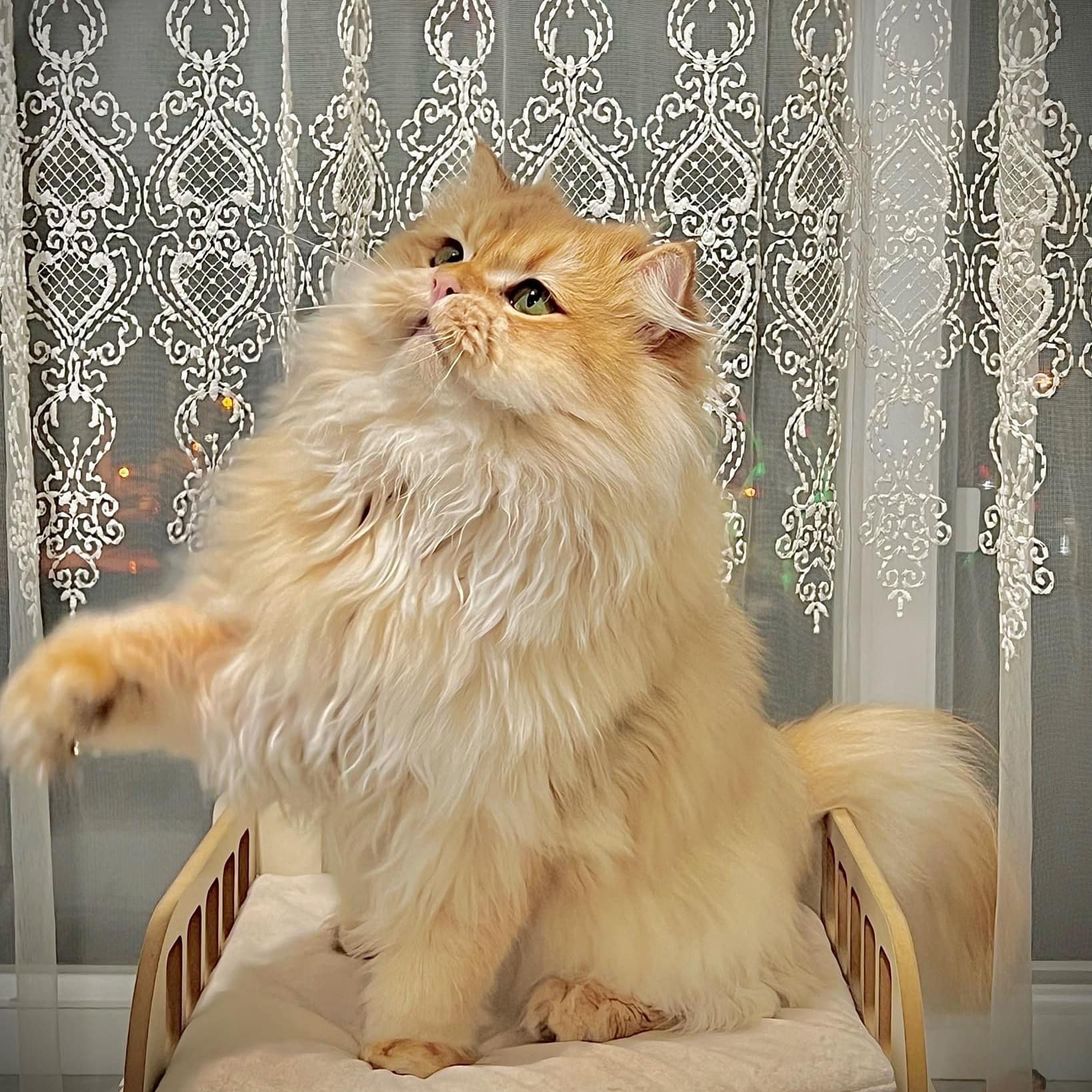 Safkan Kedi Kulübü