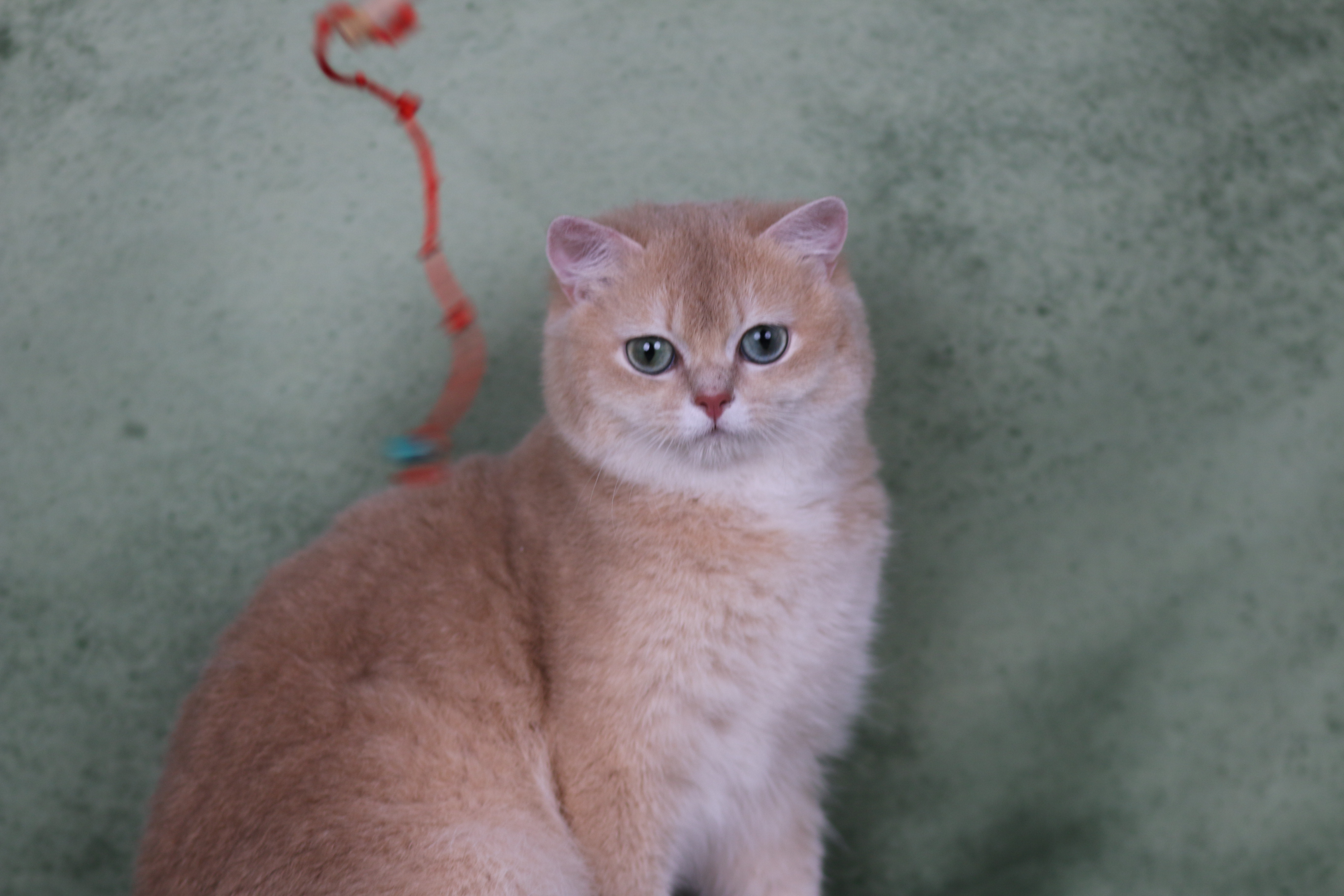 Safkan Kedi Kulübü