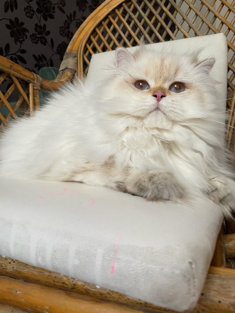 Safkan Kedi Kulübü