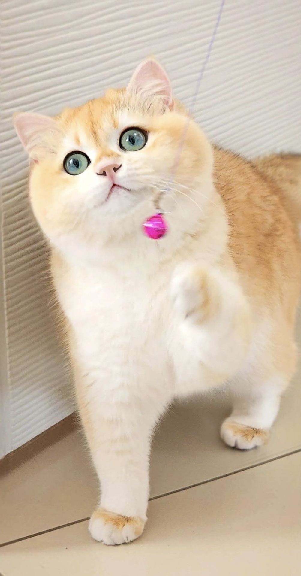 Safkan Kedi Kulübü