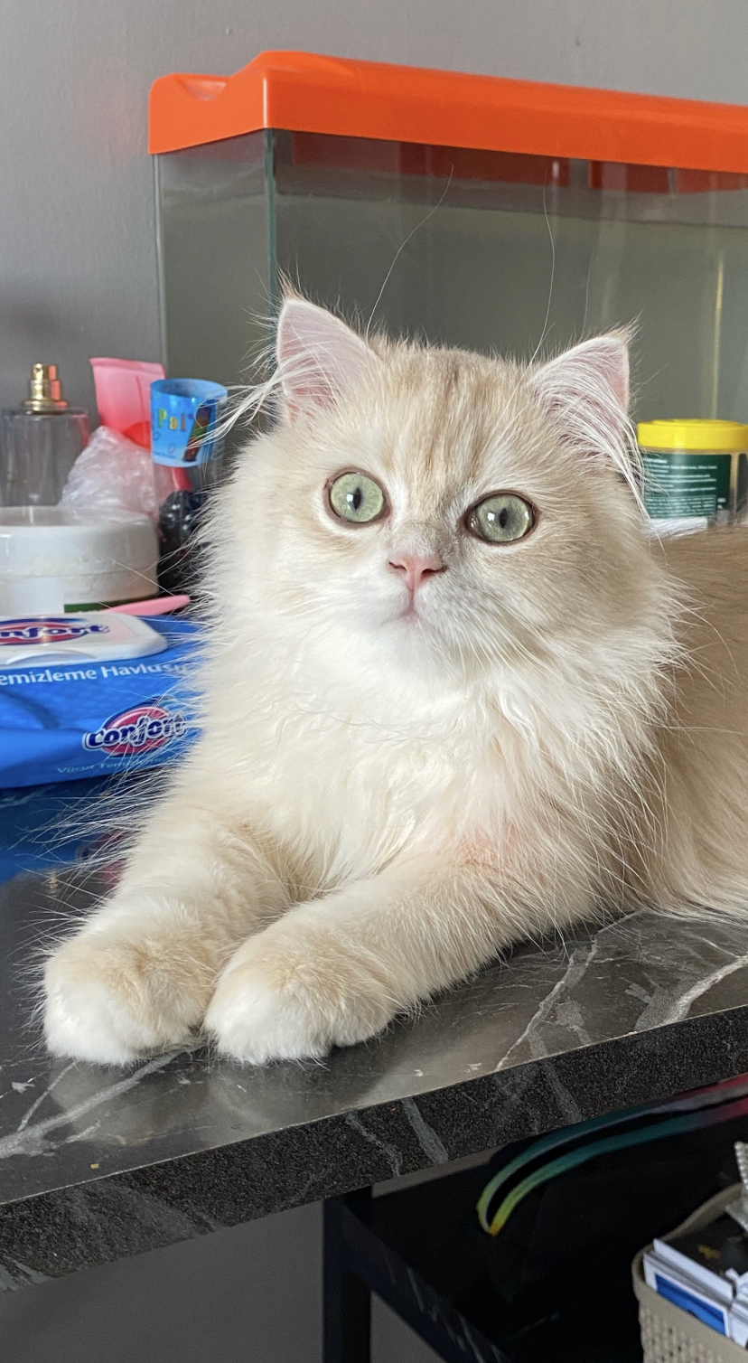 Safkan Kedi Kulübü