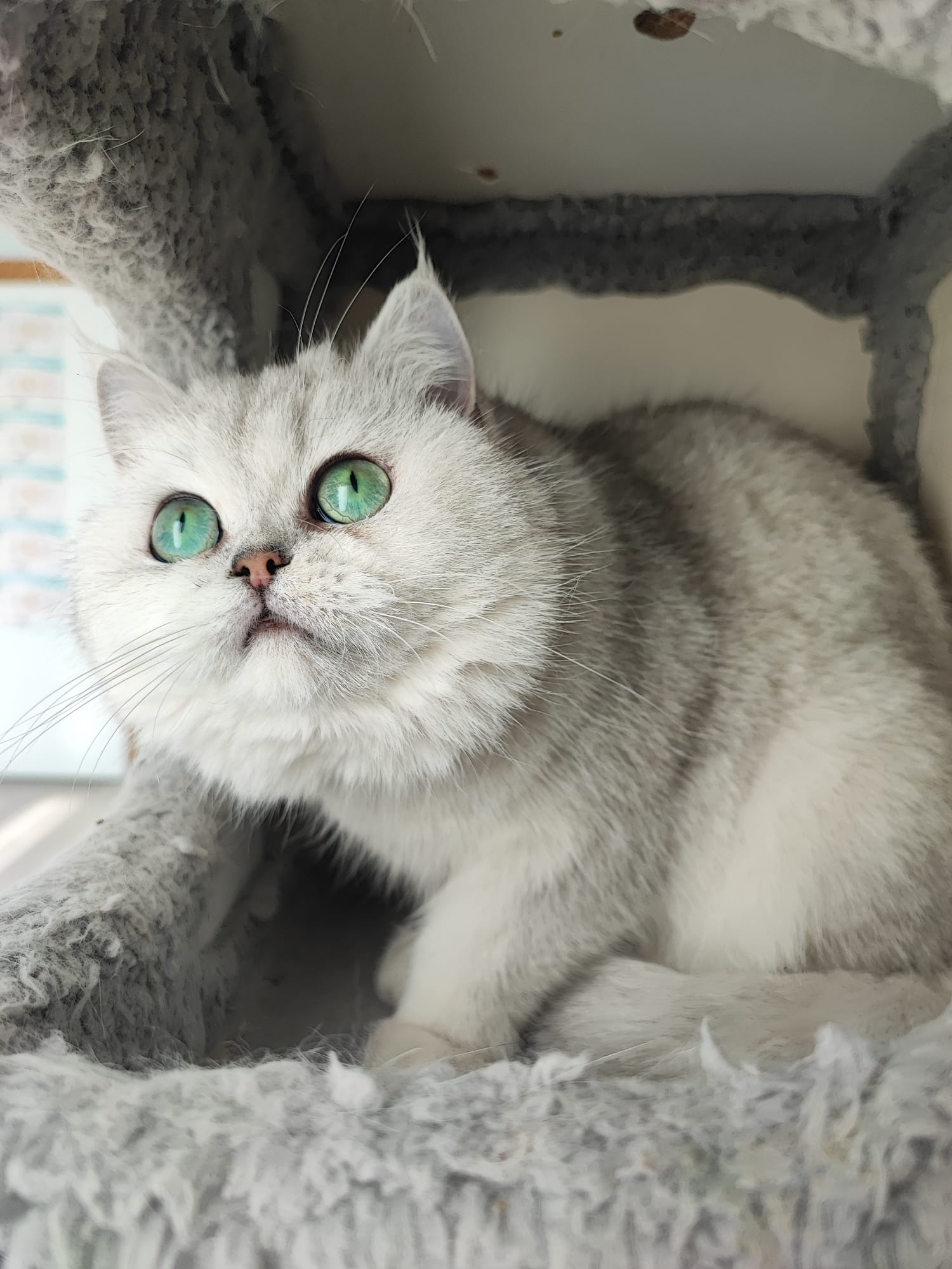 Safkan Kedi Kulübü