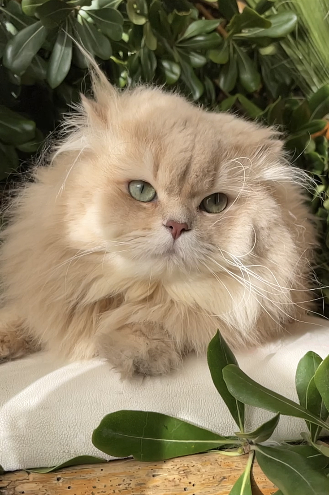 Safkan Kedi Kulübü