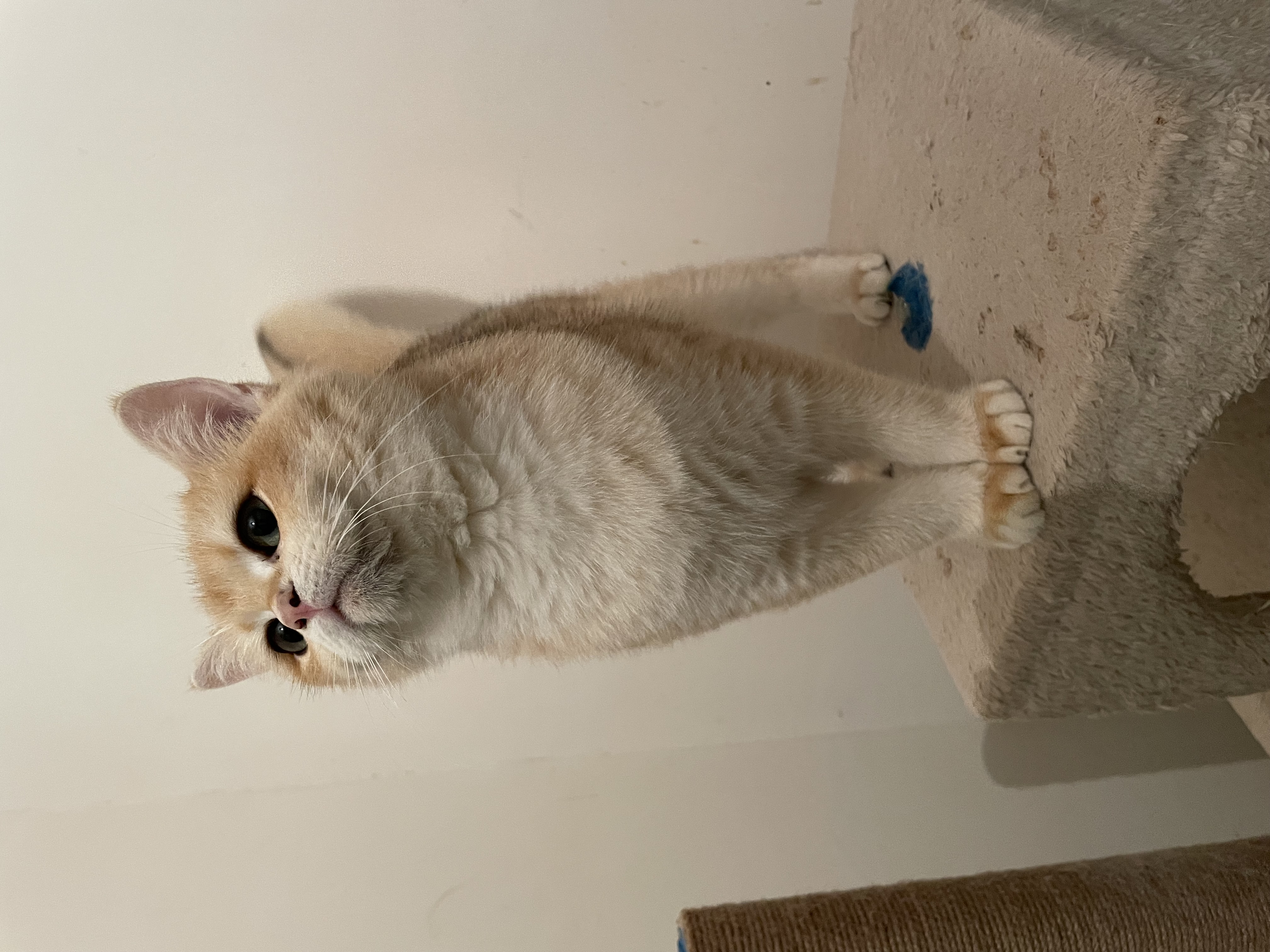 Safkan Kedi Kulübü