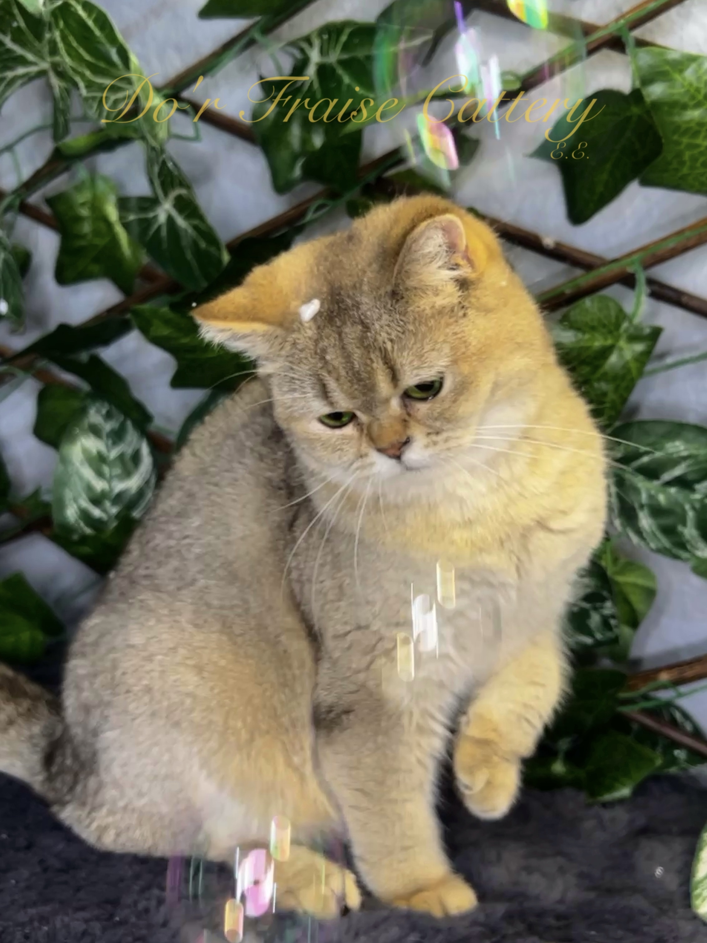 Safkan Kedi Kulübü